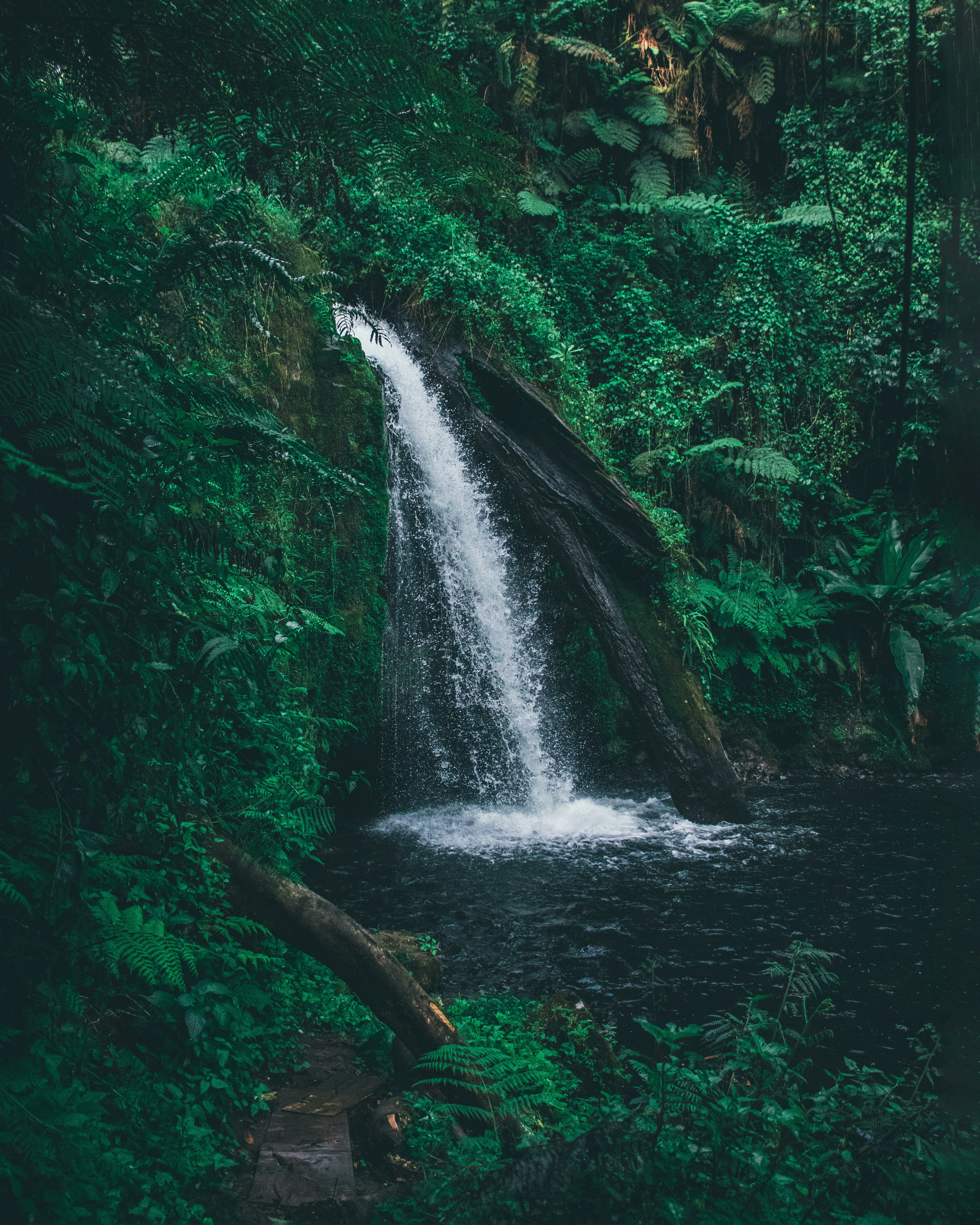 A waterfall cascading through dense highland forest, representative of Aberdare National Park's terrain in Kenya