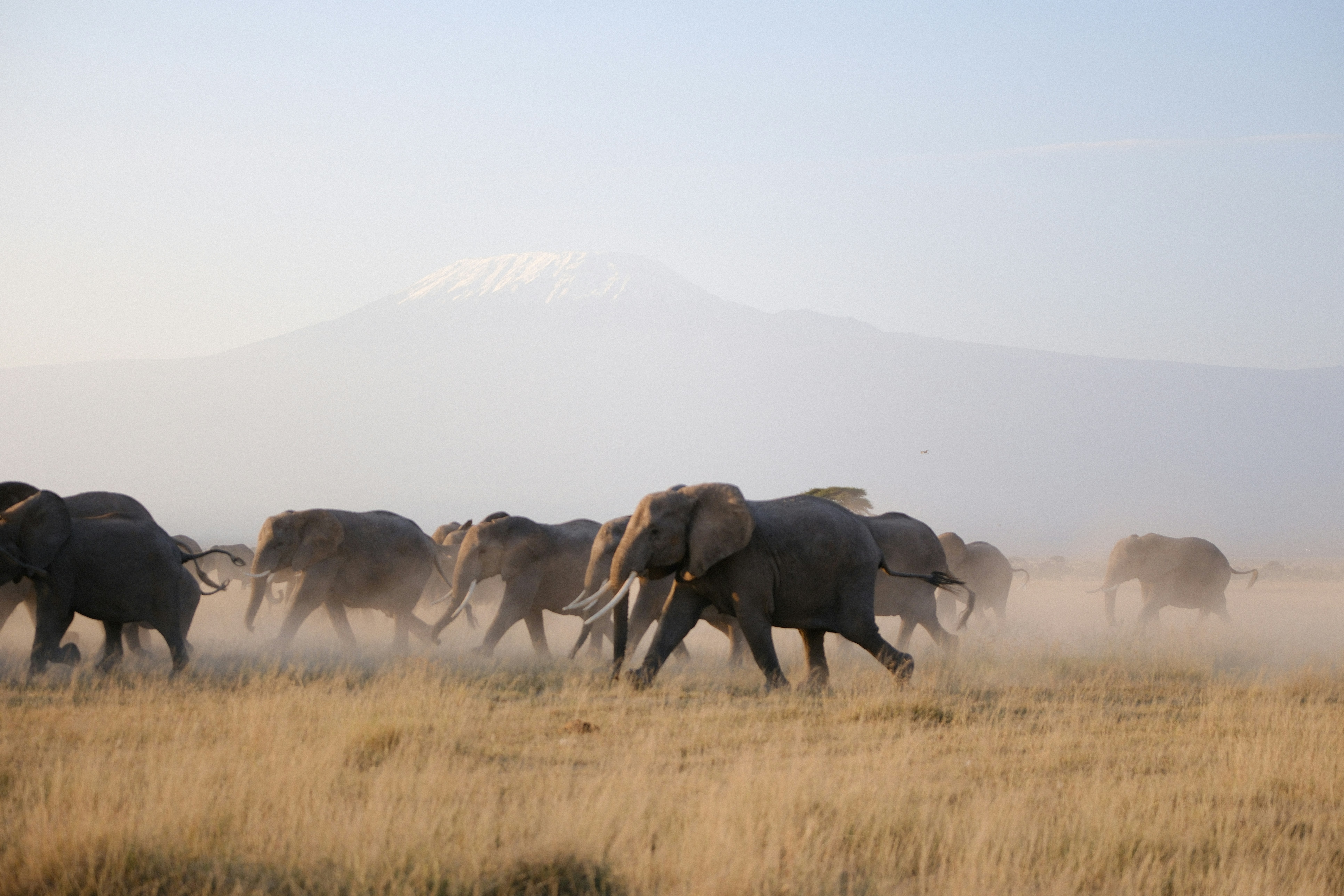Guided safari vehicle watching elephants at Amboseli National Park with Mount Kilimanjaro behind, Kenya