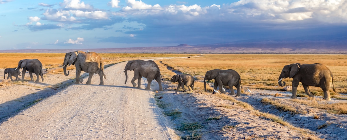Elephant herd crossing a dirt road at Amboseli National Park, Kenya, with Mount Kilimanjaro plains in the background