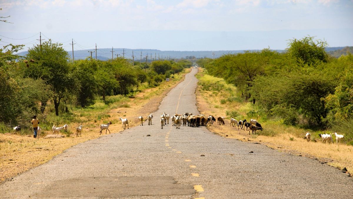 Livestock on a long paved road through the Great Rift Valley, Kenya
