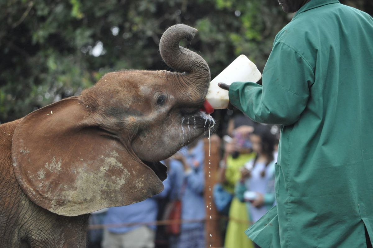 Baby elephant orphan being fed at the David Sheldrick Wildlife Trust in Nairobi