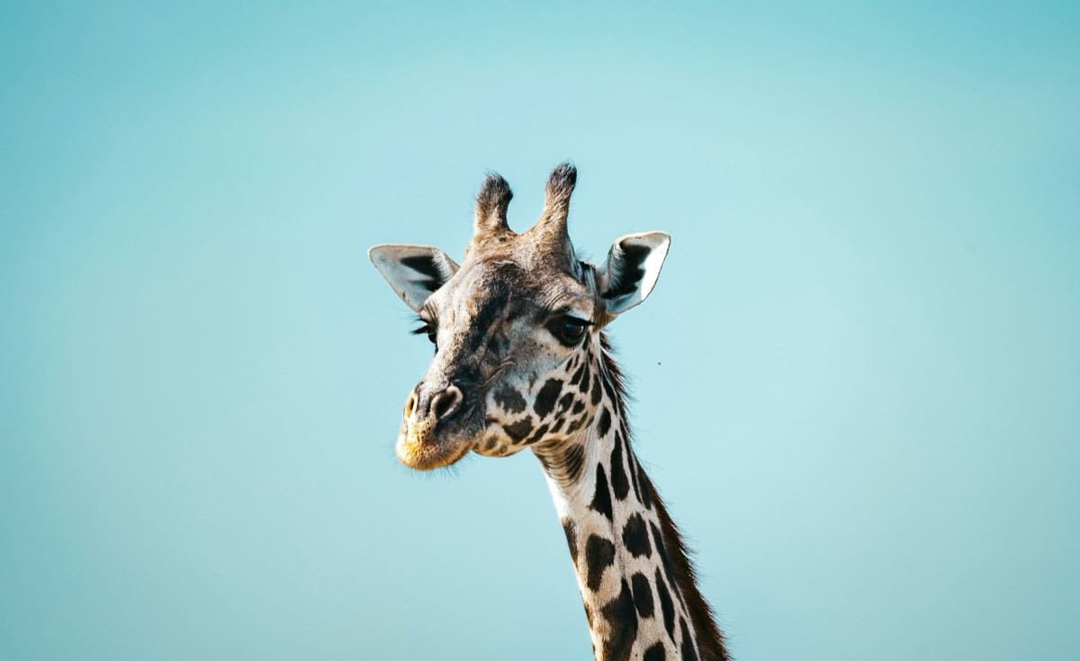 Visitor feeding a Rothschild giraffe from the raised platform at Nairobi Giraffe Centre