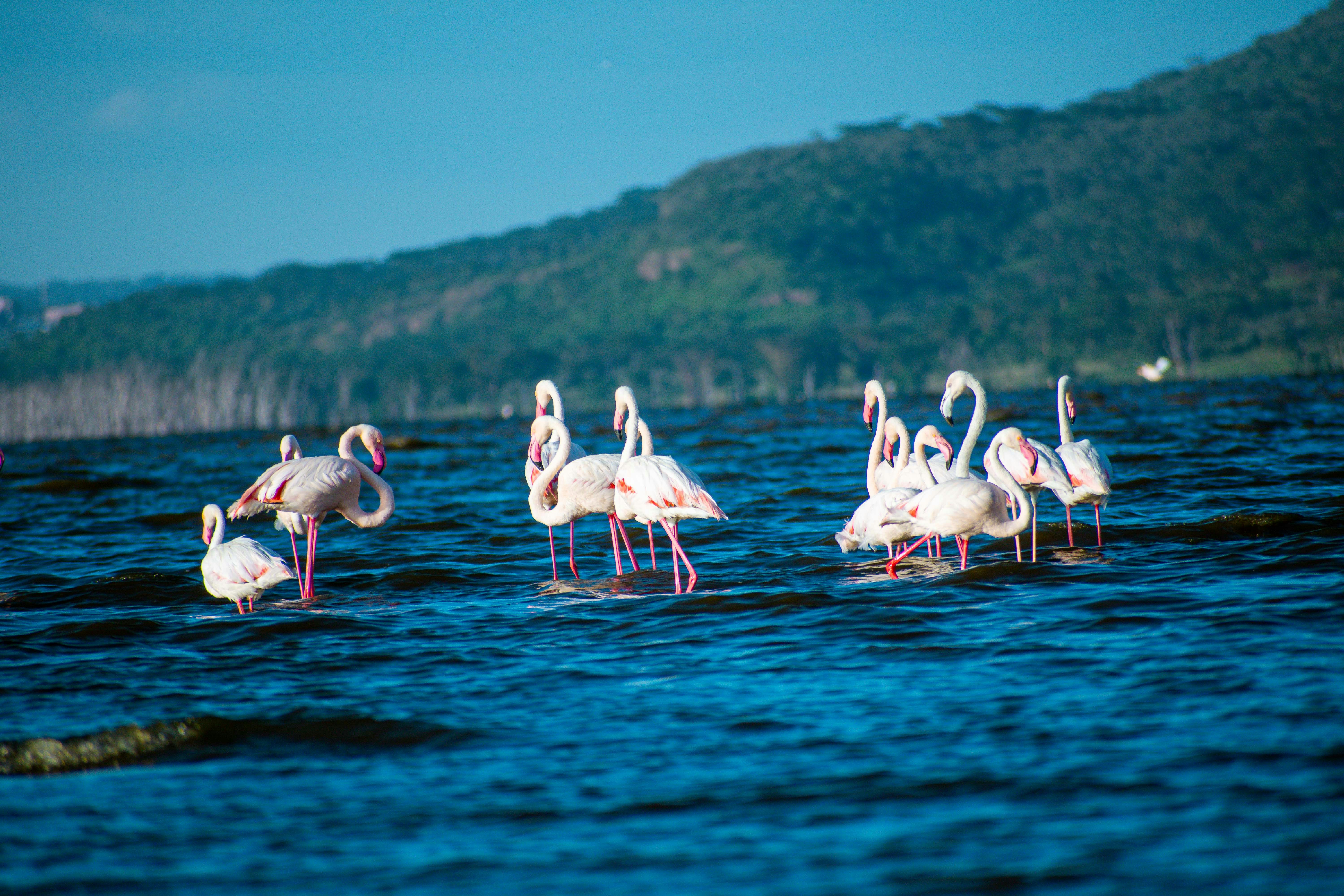 Flamingos wading in Lake Nakuru, Kenya, with the park's forested escarpment in the background