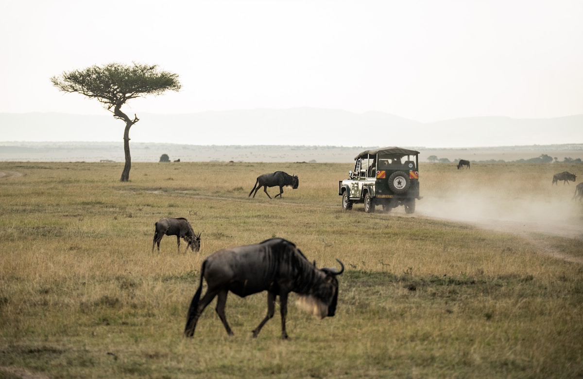 Wildebeest herd grazing on the open plains of the Masai Mara, Kenya