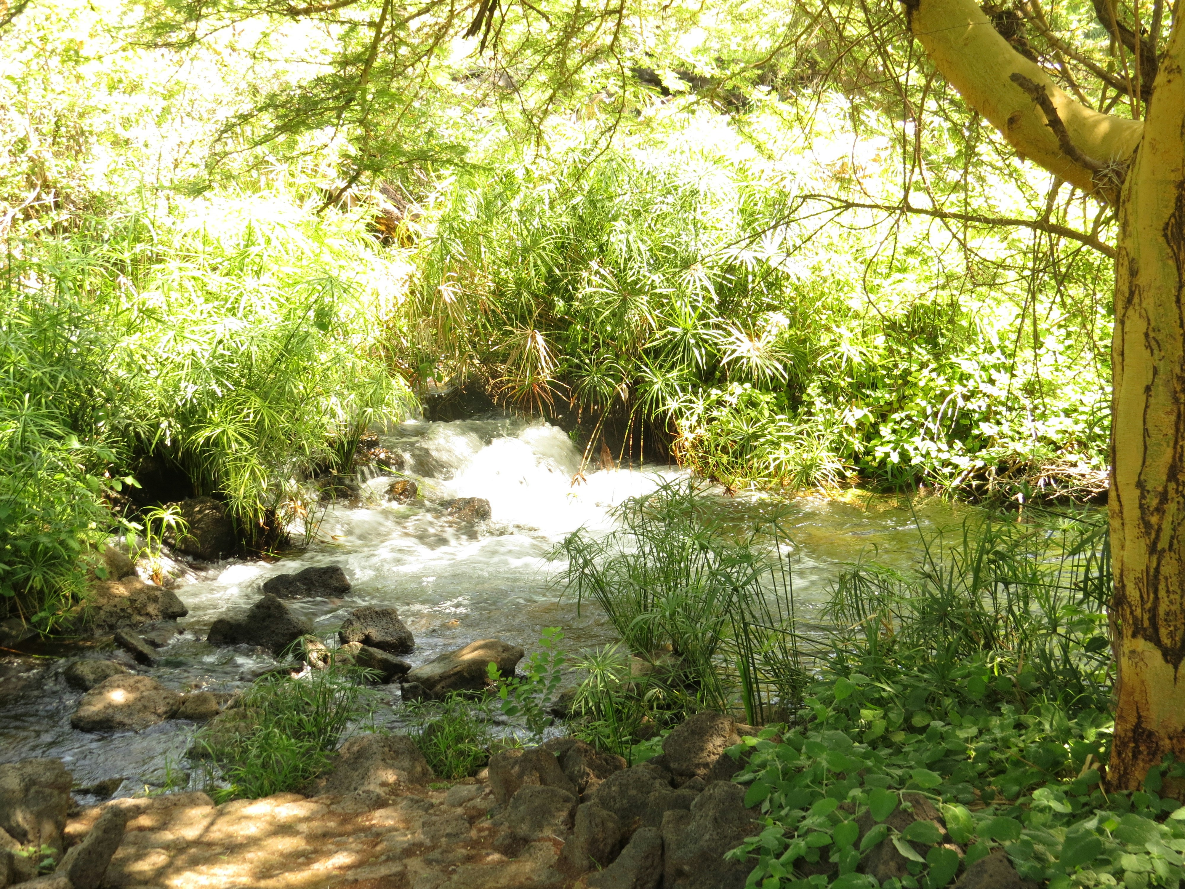 Mzima Springs, the crystal-clear freshwater oasis inside Tsavo West National Park, Kenya