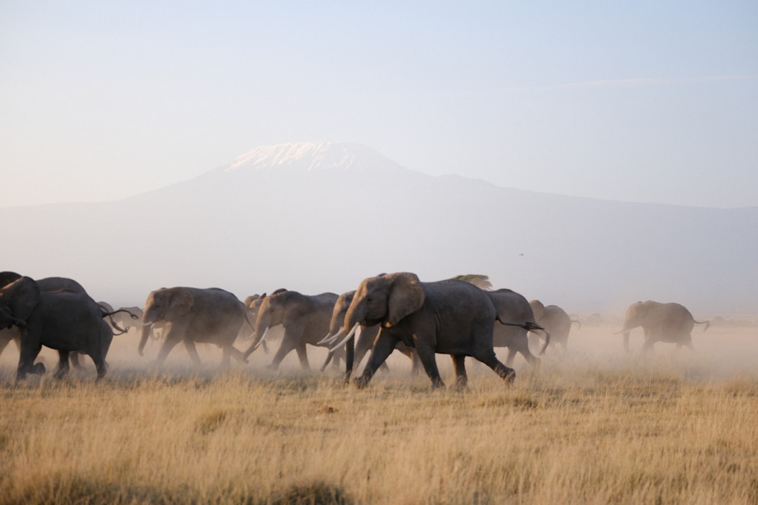 Elefantenherde im Amboseli Nationalpark mit Kilimandscharo im Hintergrund