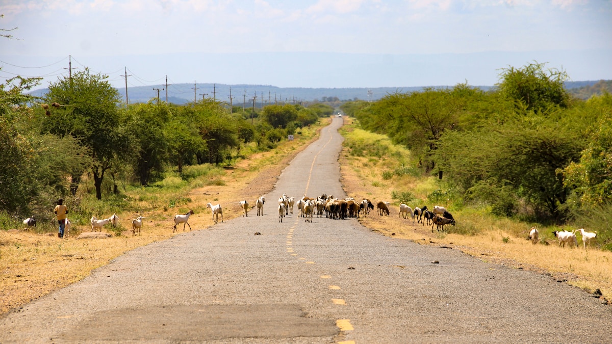 Cattle crossing a Kenyan road in the Great Rift Valley, western Kenya highland