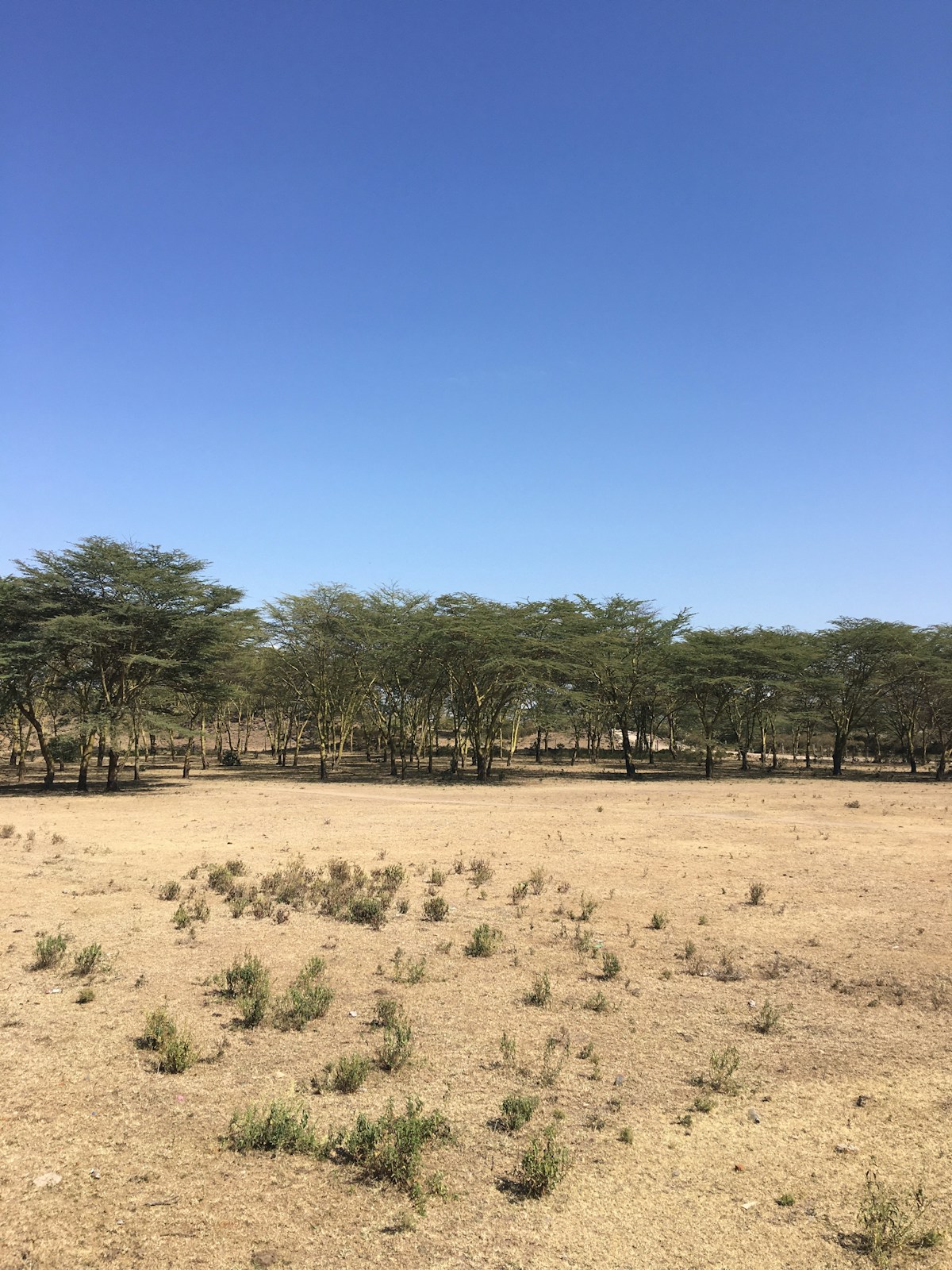 Semi-arid acacia woodland landscape in eastern Kenya, dry season with clear blue sky