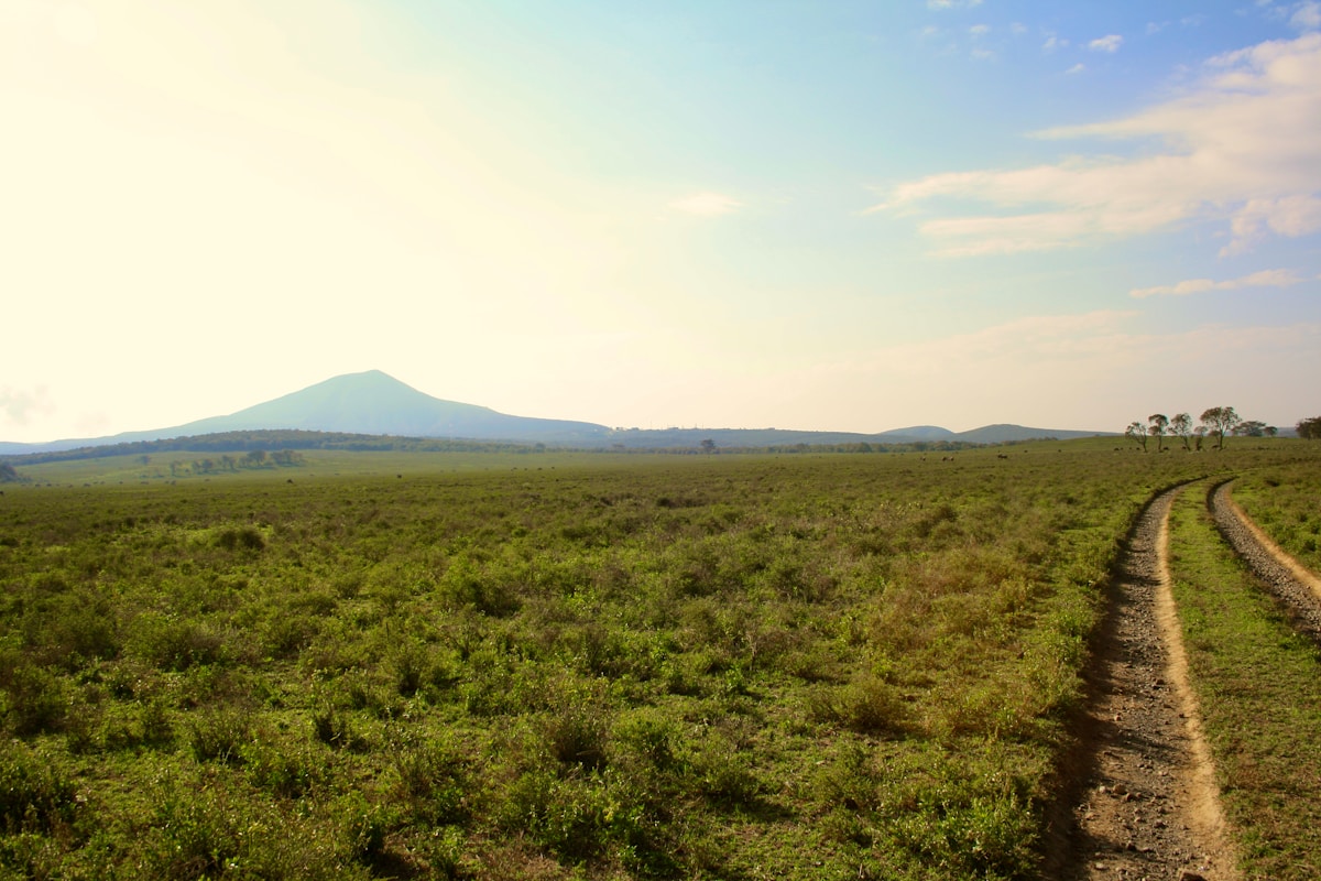 Track road across open green savanna grassland with mountain in background, northern Kenya
