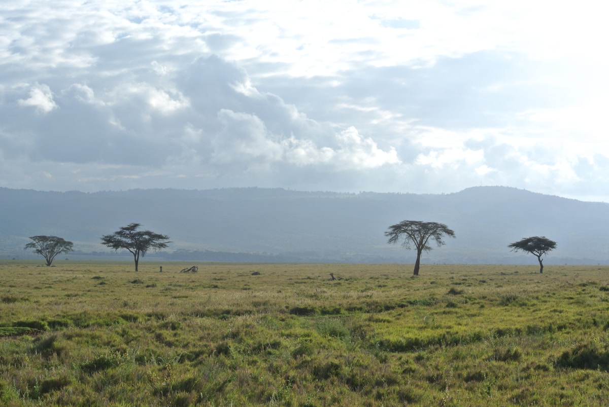 Kenya savanna with scattered acacia trees under a cloudy sky, western Kenya
