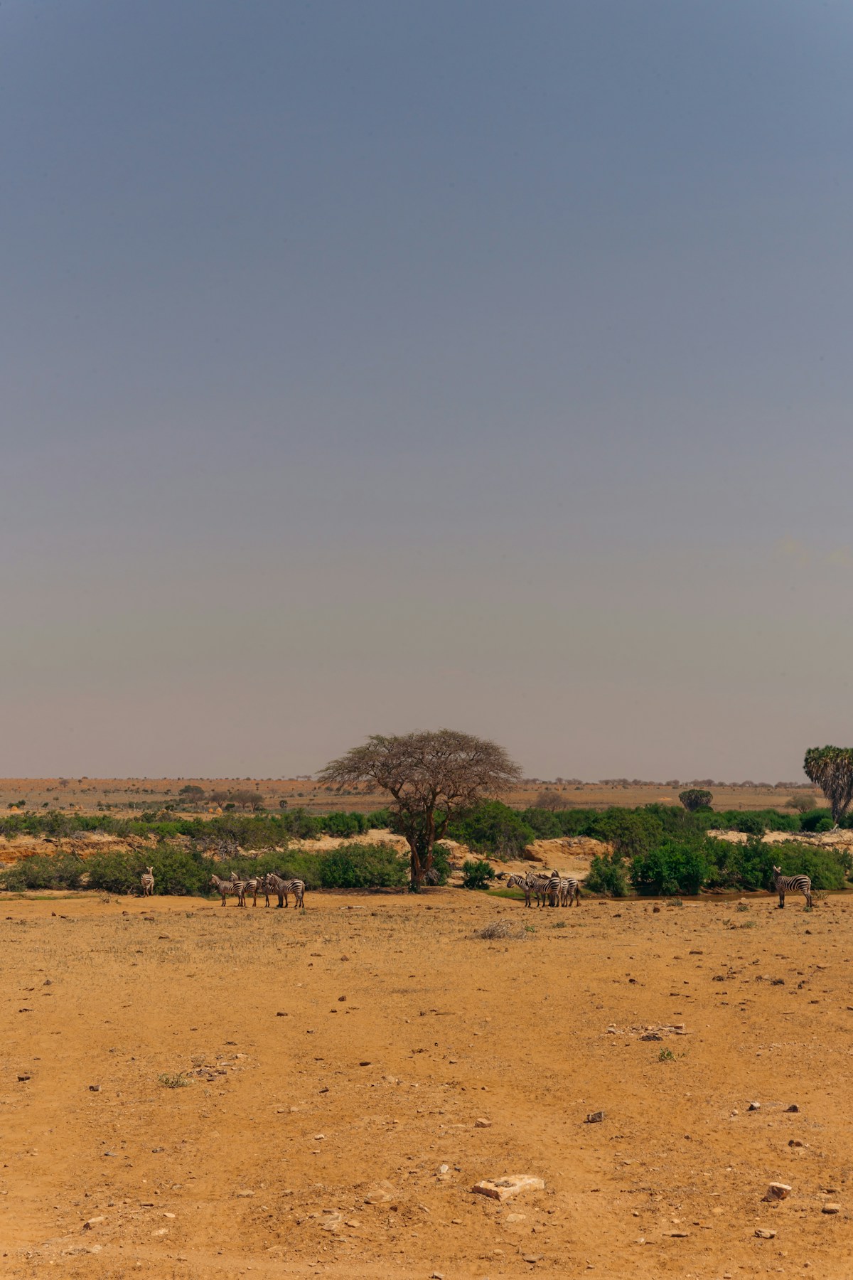 Zebras sheltering under an acacia tree on a dry African plain, Kenya