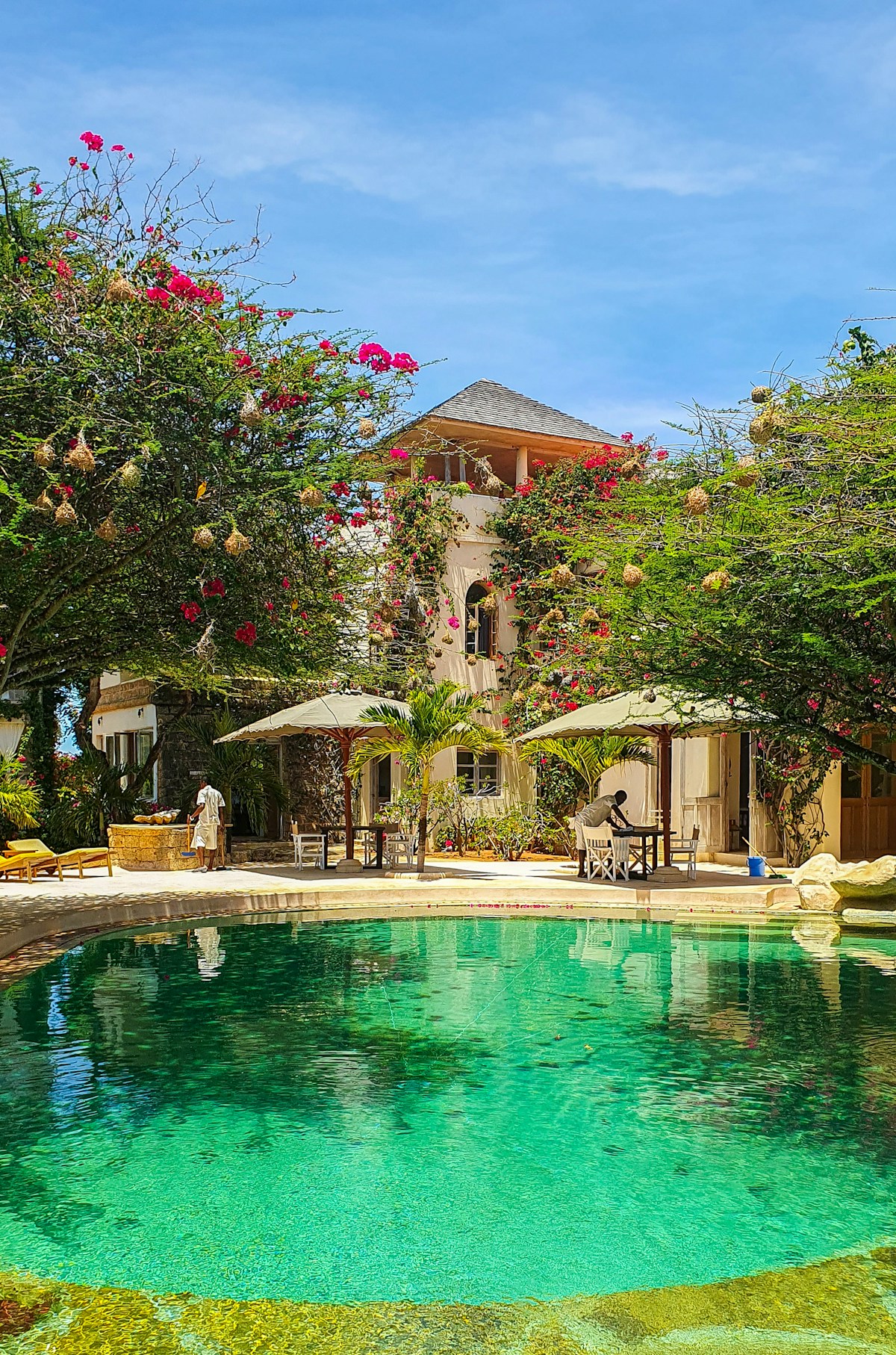 Swimming pool surrounded by lush green trees at The Majlis Hotel, Lamu Kenya
