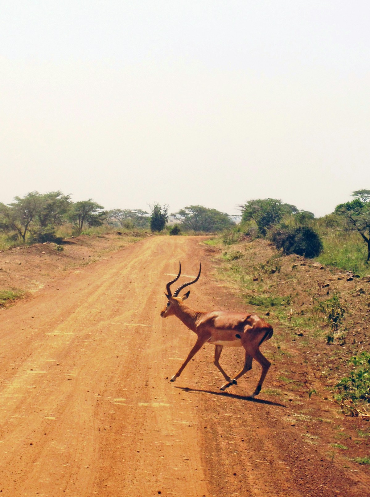 Impala antelope crossing a red dirt road surrounded by dry vegetation, Kenya