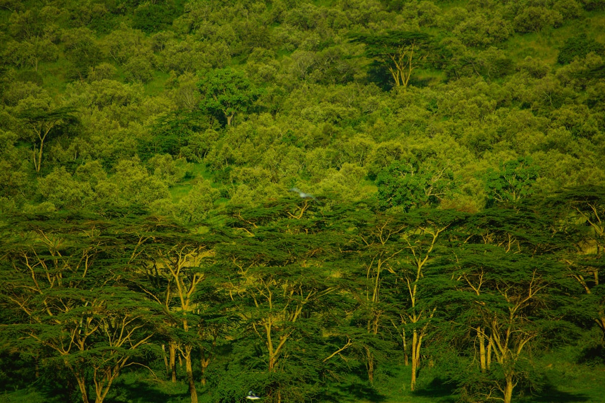 Lush green acacia-covered hillside at Lake Nakuru National Park, Kenya