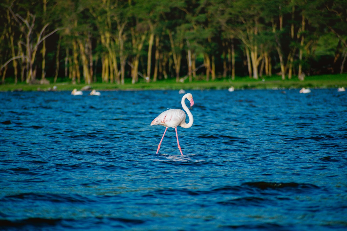 A flamingo wading in the blue waters of Lake Nakuru, Kenya