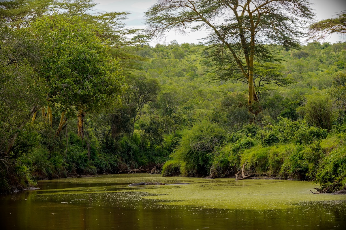 Lush green river scenery in Laikipia, Kenya, near Nanyuki