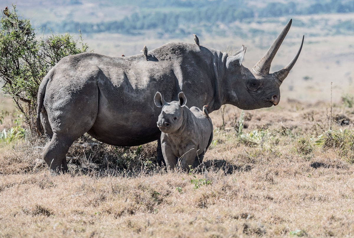 A black rhino mother and calf at Lewa Wildlife Conservancy, Isiolo, Kenya
