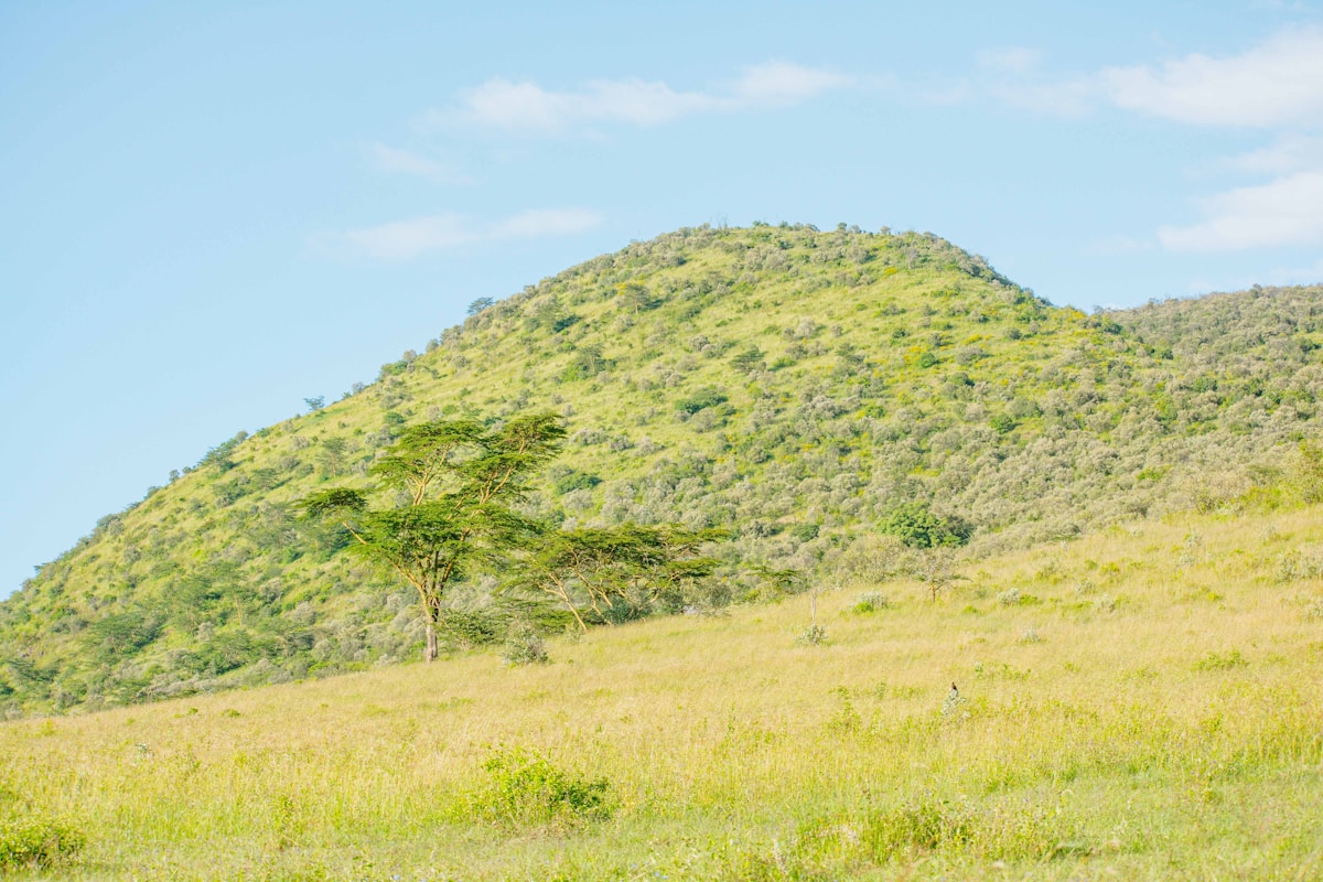 Green grassy hill with an acacia tree at Lake Nakuru National Park, Kenya