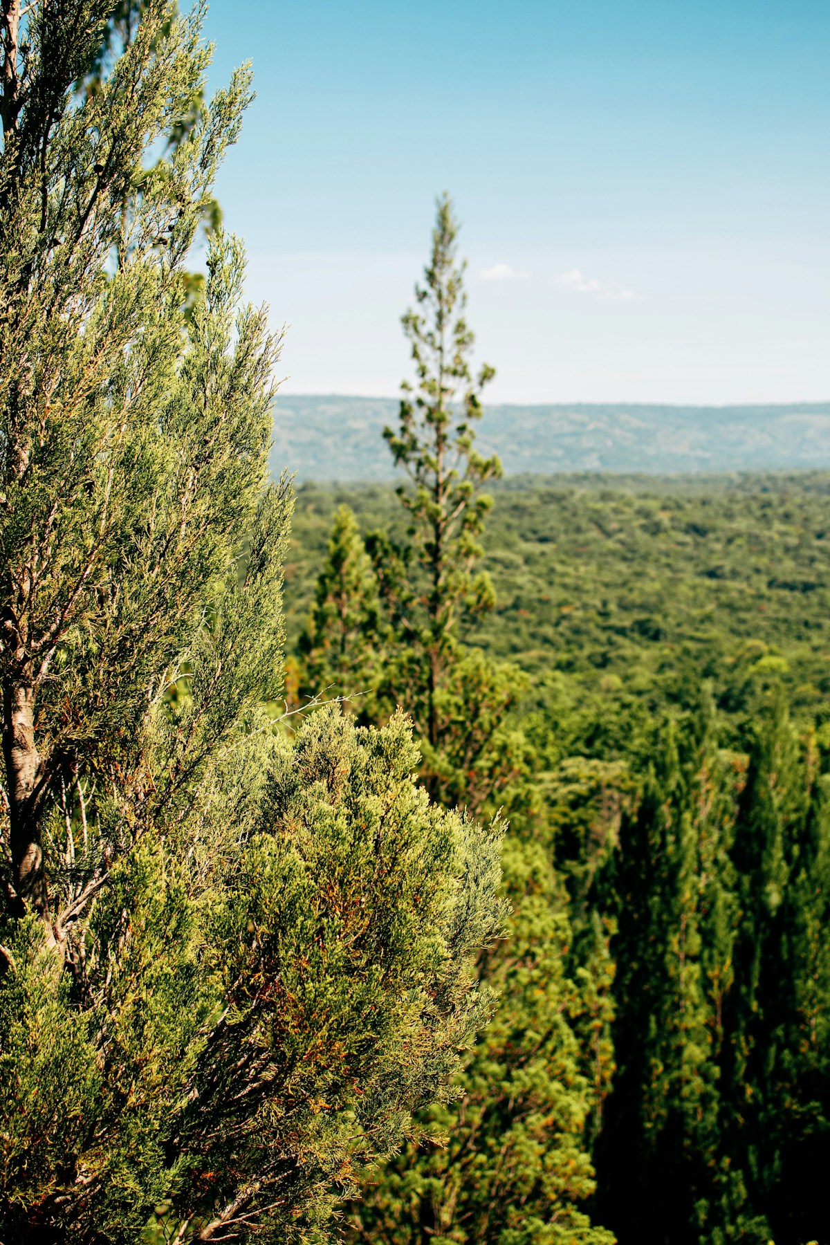 Dense forest canopy at Kakamega Forest, Kenya