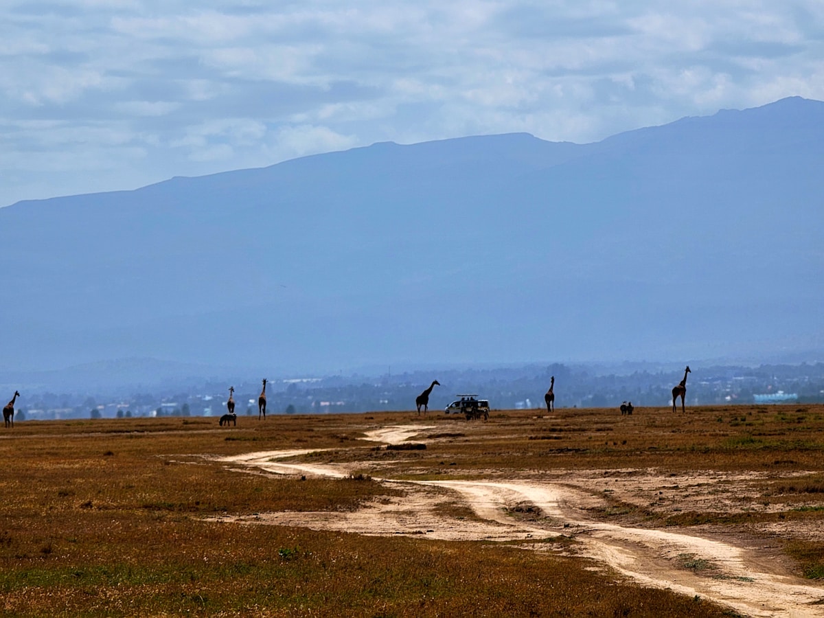 Giraffes on the Kenyan savanna with Mount Kenya in the background, Ol Pejeta Conservancy