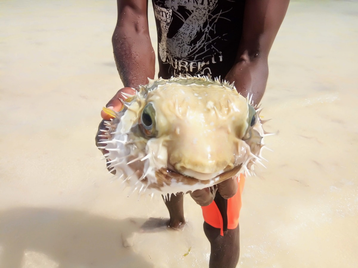 A person holding a puffer fish at Watamu beach, Kenya coast