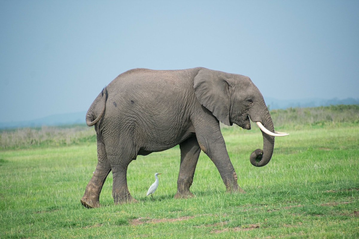 Elephant walking across green grassland, Amboseli National Park Kenya