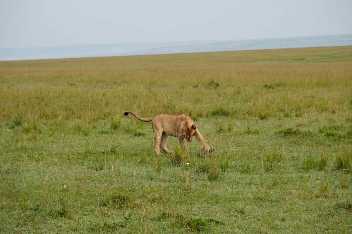 Young lion walking through grassy savanna, Kenya