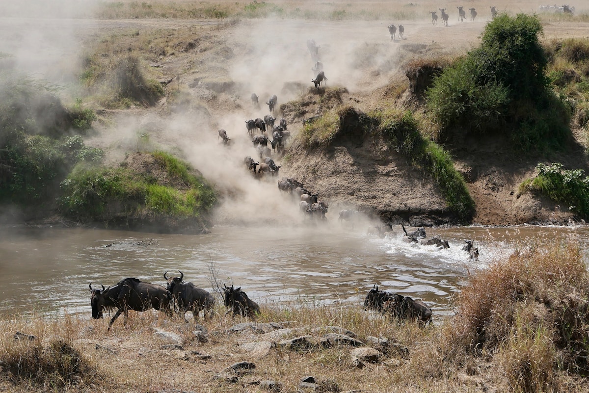 Wildebeest herd crossing a river during the Great Migration, Masai Mara Kenya