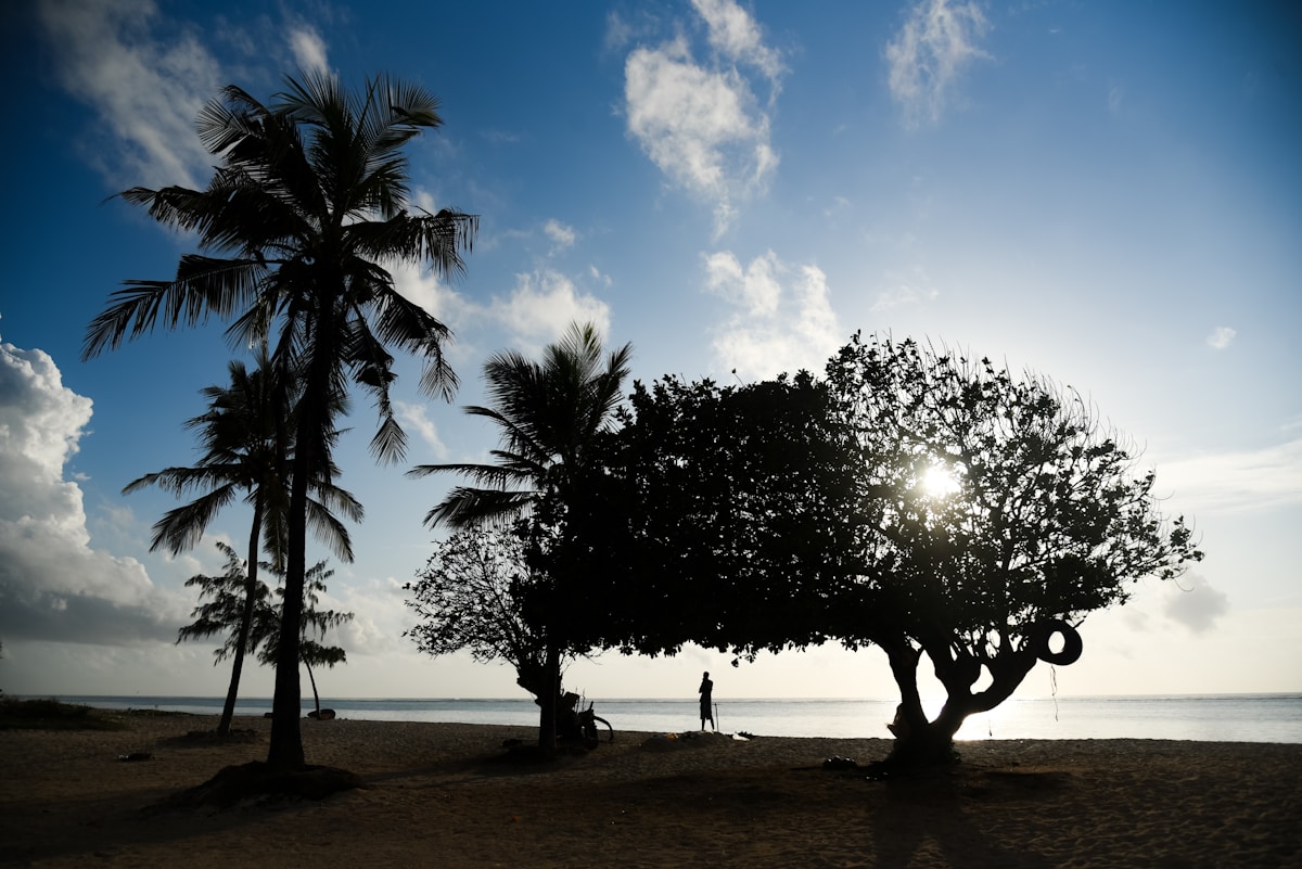 Palm trees silhouetted against the sky on Mombasa beach, Kenya coast