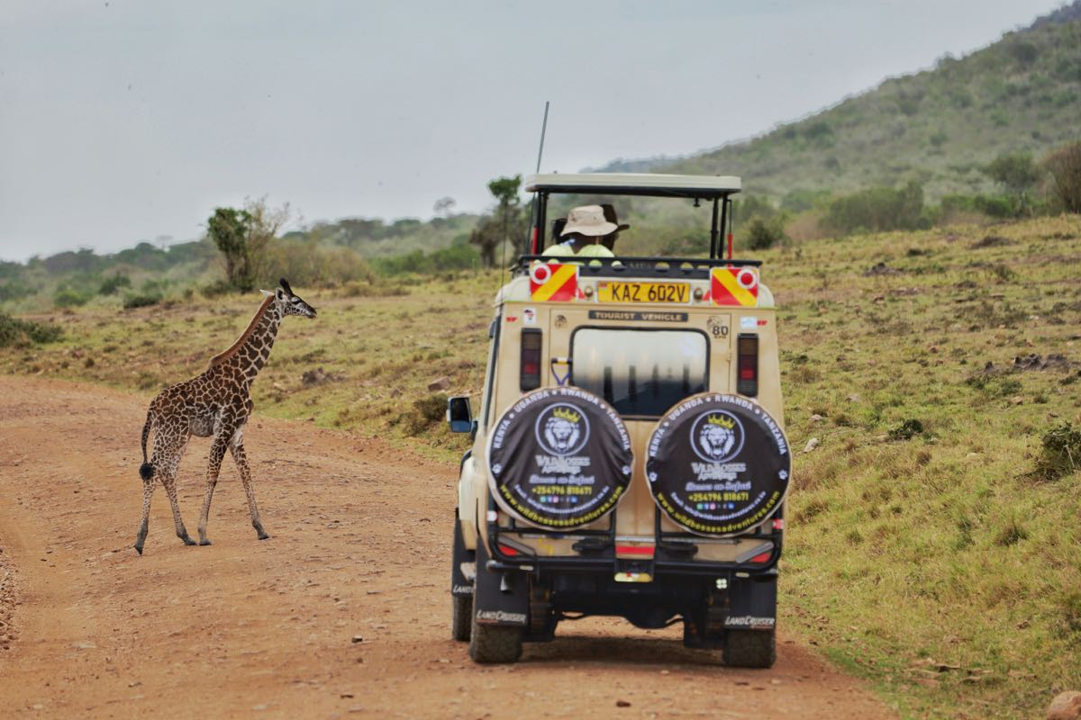 Kenyan safari tourist vehicle stopping as a giraffe crosses the dirt road, Kenya