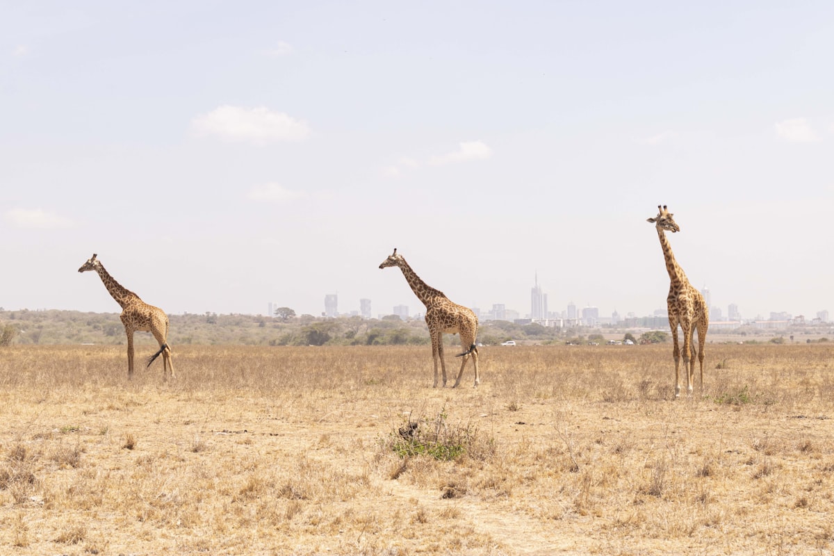 Three giraffes grazing in Nairobi National Park with the Nairobi city skyline in the background