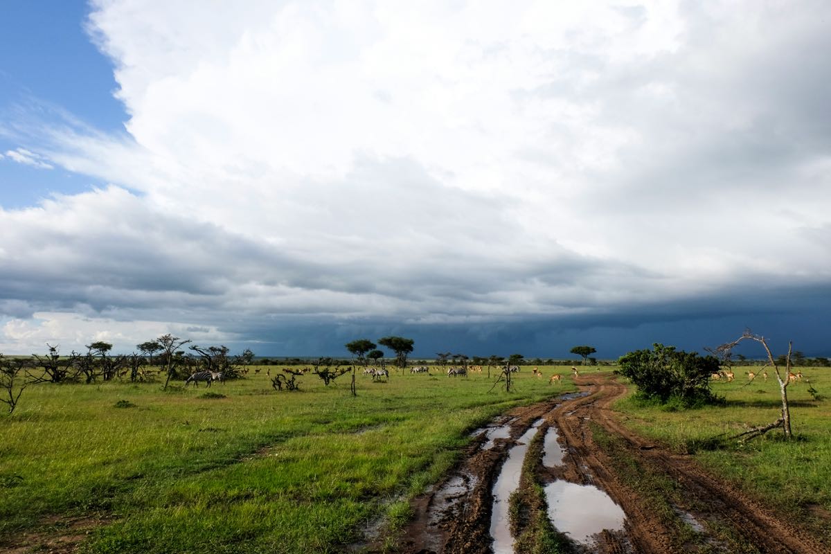 Muddy dirt road through lush green savanna with zebras and impala grazing under dramatic storm clouds, Kenya