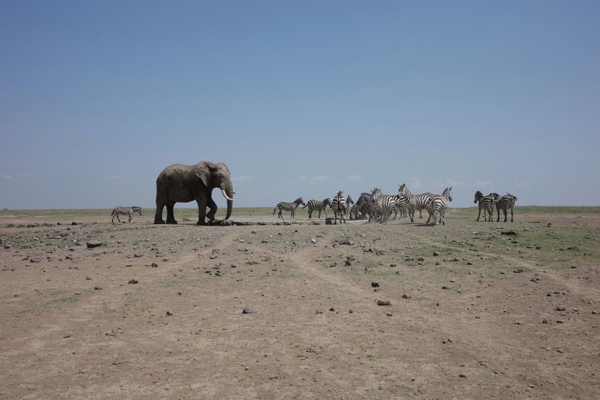Elephant and herd of zebra congregating on dry dusty savanna plains in Kenya's dry season