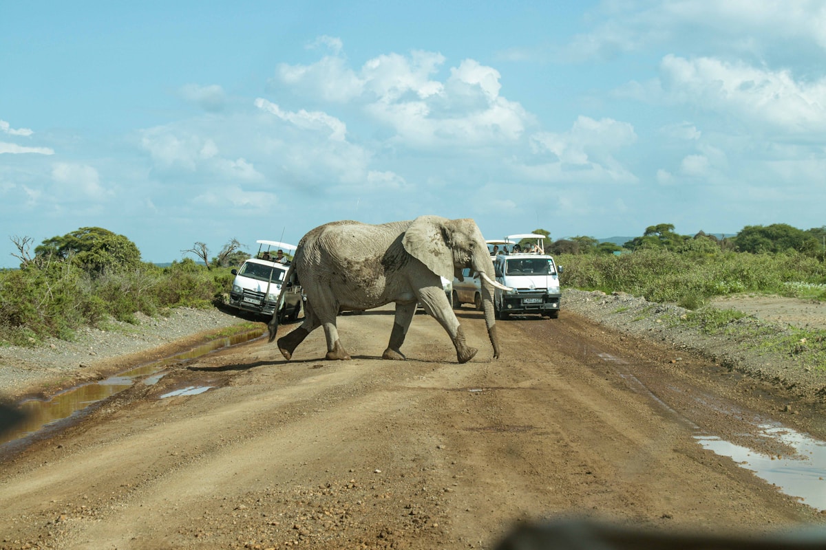 Elephant crossing a dirt road in front of safari vehicles at Amboseli National Park, Kenya