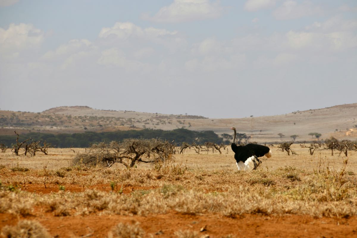 Ostrich standing in dry red-earth savanna with acacia scrub in Kenya's dry December season