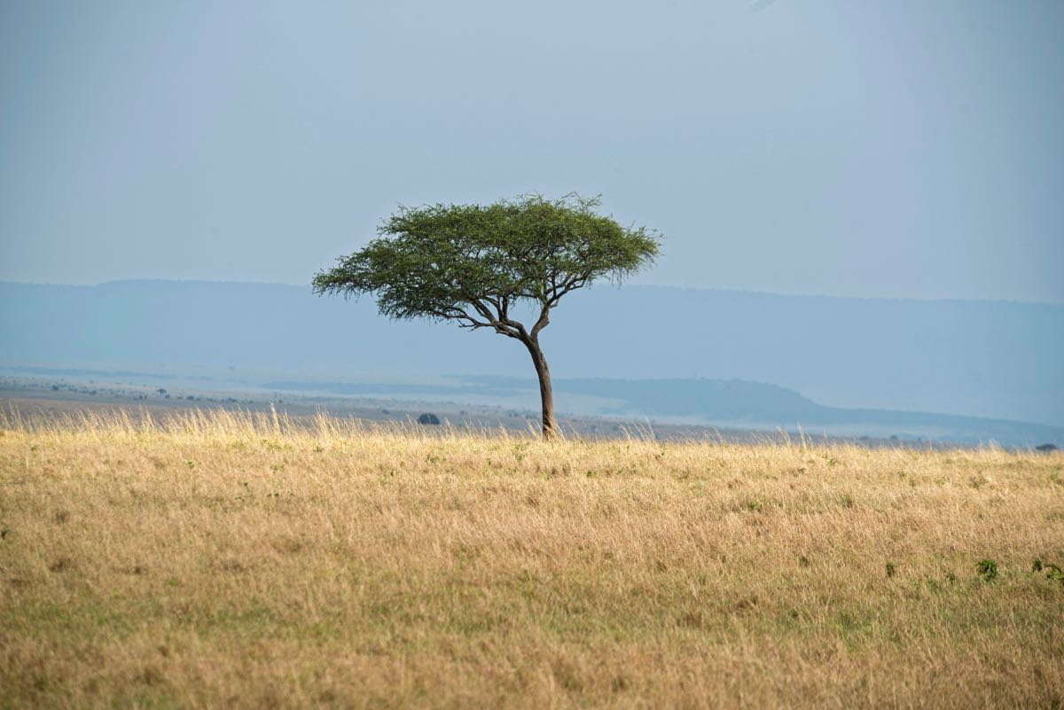 Lone acacia tree on the dry golden savanna during Kenya's January dry season