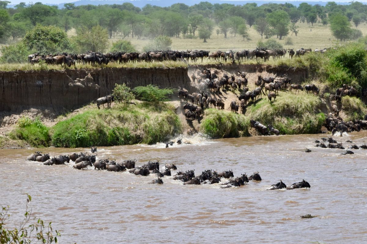 Wildebeest herd crossing the Mara River during the Great Migration, Kenya