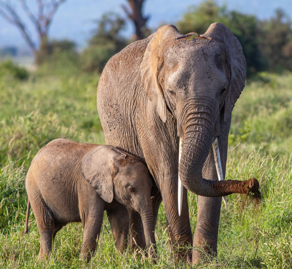 Mother elephant with young calf in lush green grassland at the start of Kenya's dry season