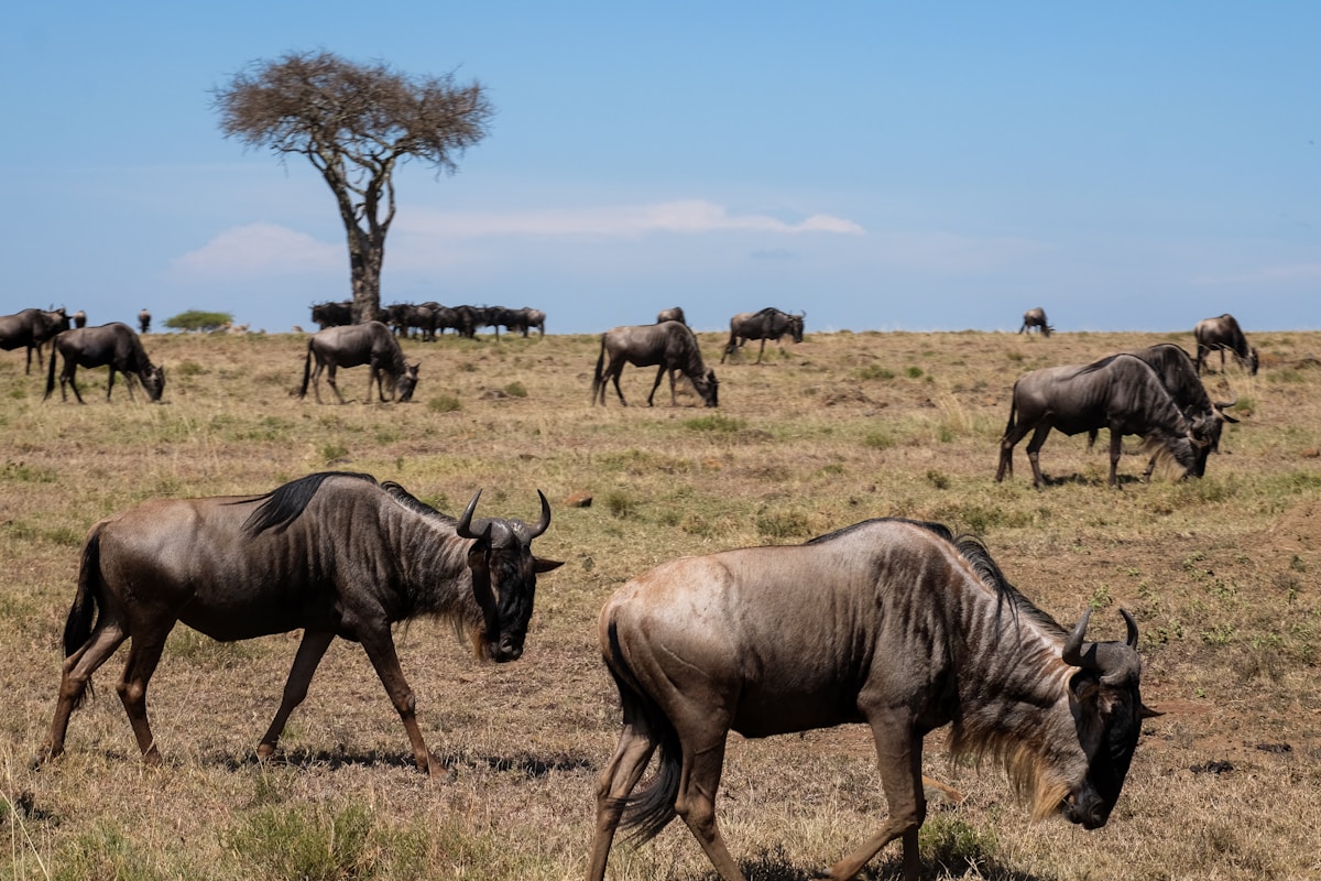 Elephants on the semi-arid Tsavo plains along the Nairobi-Mombasa highway in Kenya