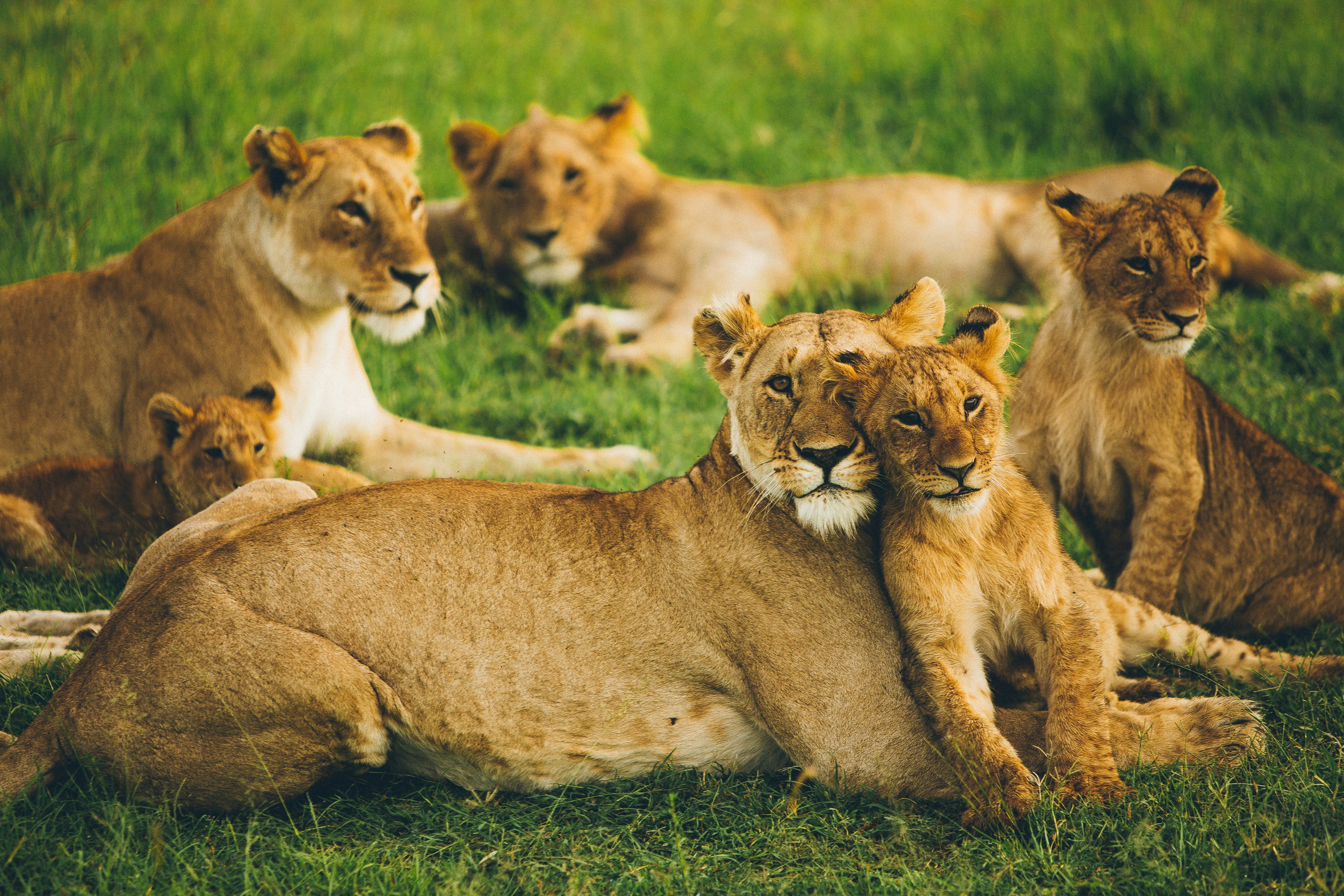 Safari vehicle with tourists watching lions in the Masai Mara, Kenya