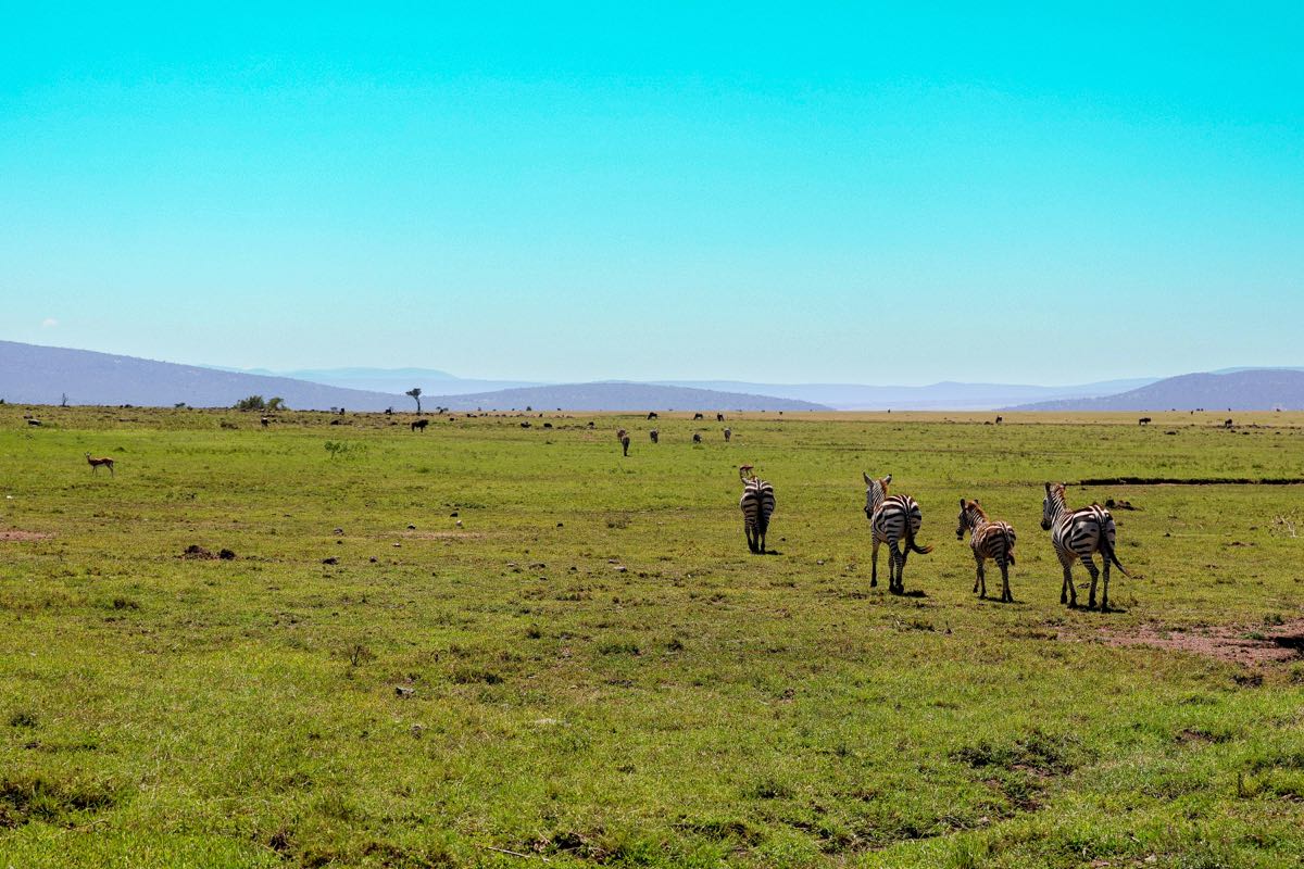 Zebra herd on lush green Masai Mara plains under a clear blue sky in Kenya