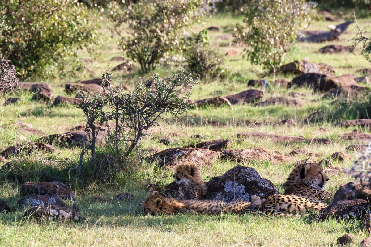 Cheetahs resting in rocky green savanna grassland in Kenya