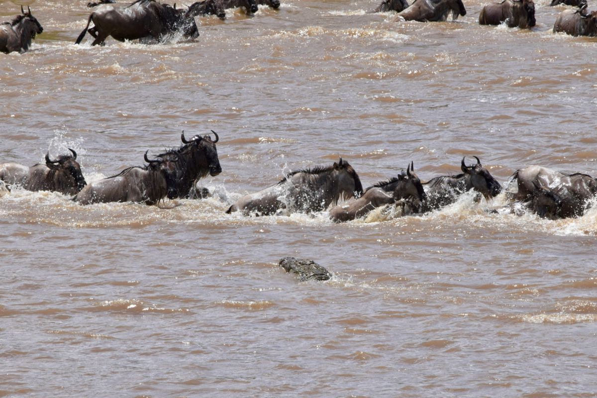 Wildebeest herd swimming across the Mara River during the Great Migration with a crocodile in the water, Kenya
