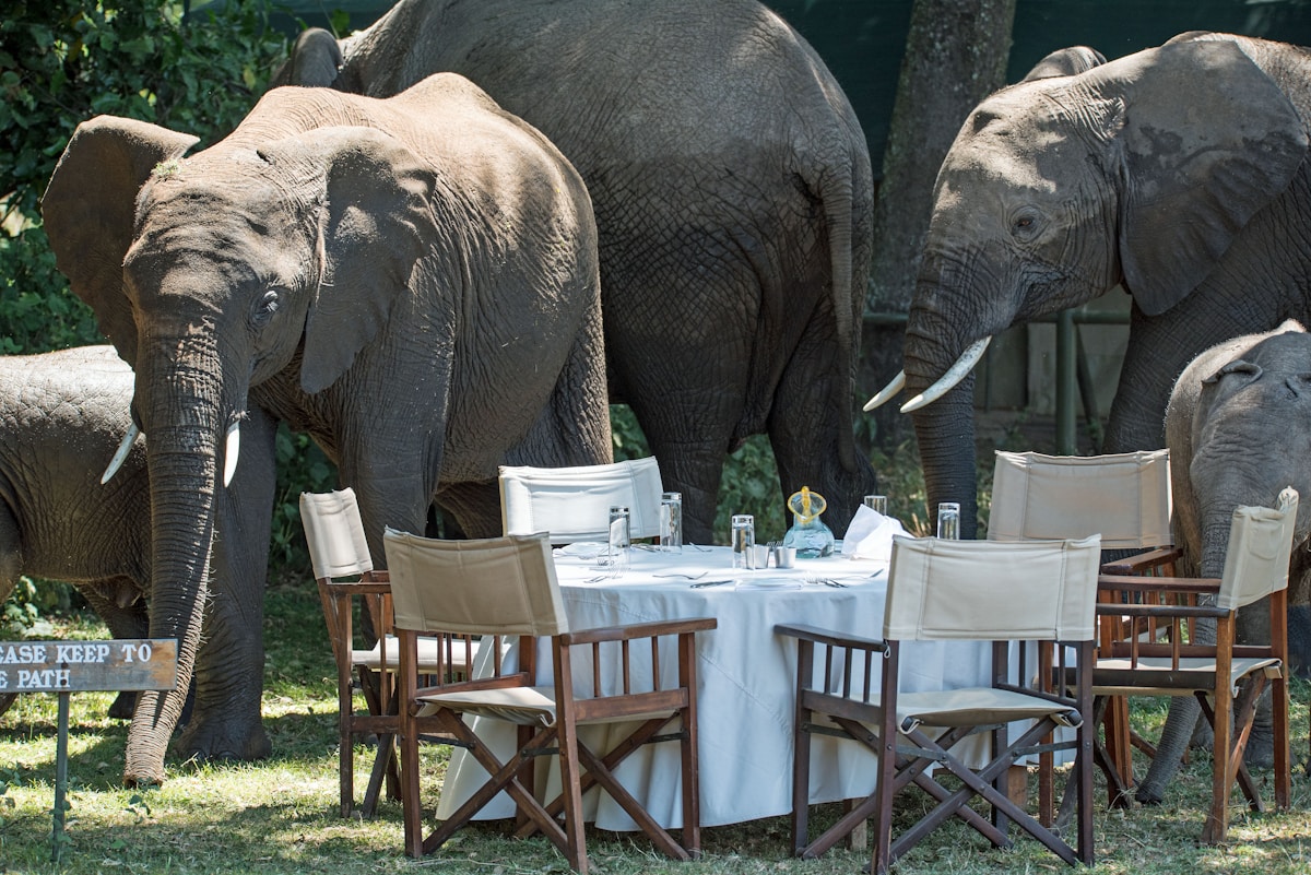 Elephants passing close to an outdoor dining area at a Masai Mara safari camp, Kenya