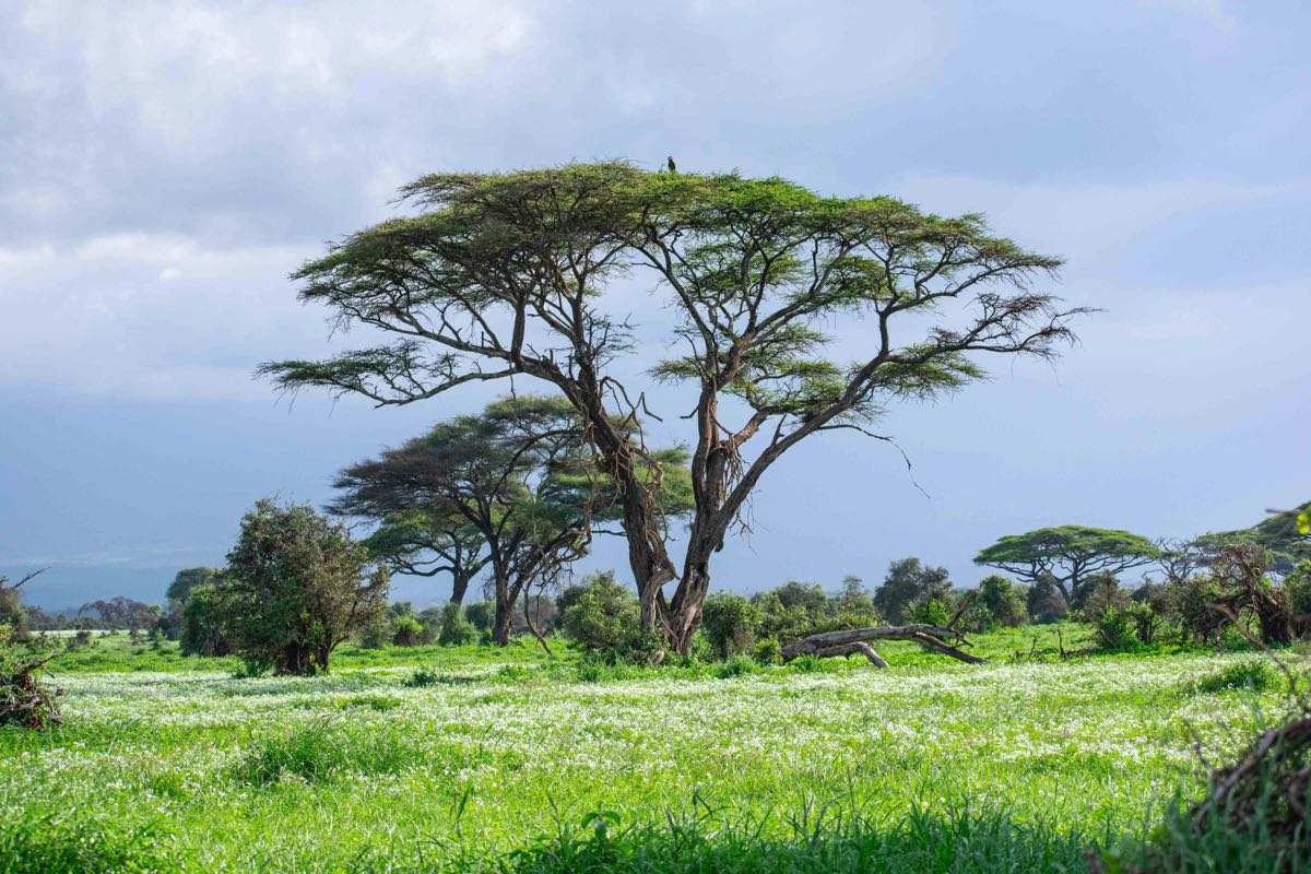 Acacia trees in a lush green field under cloudy skies, Kenya savanna