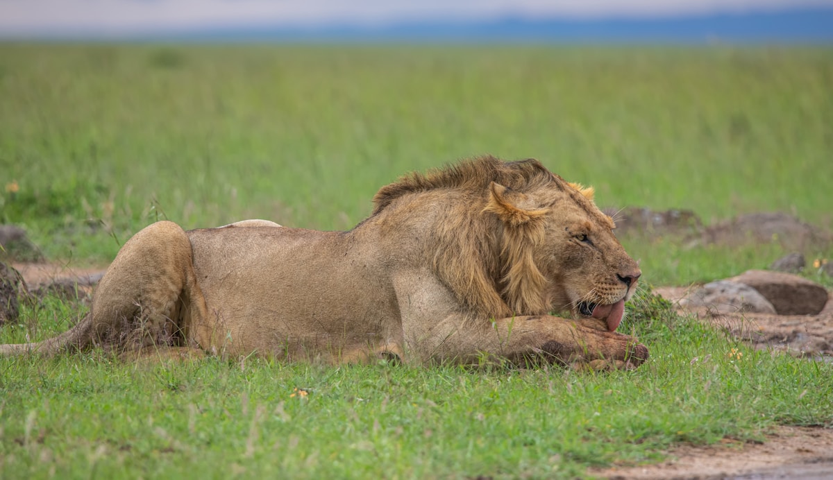 Lion resting in the lush green grasslands of a Kenya national park