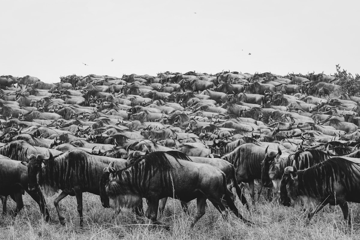 Massive herd of wildebeest migrating across Kenya's Masai Mara grasslands