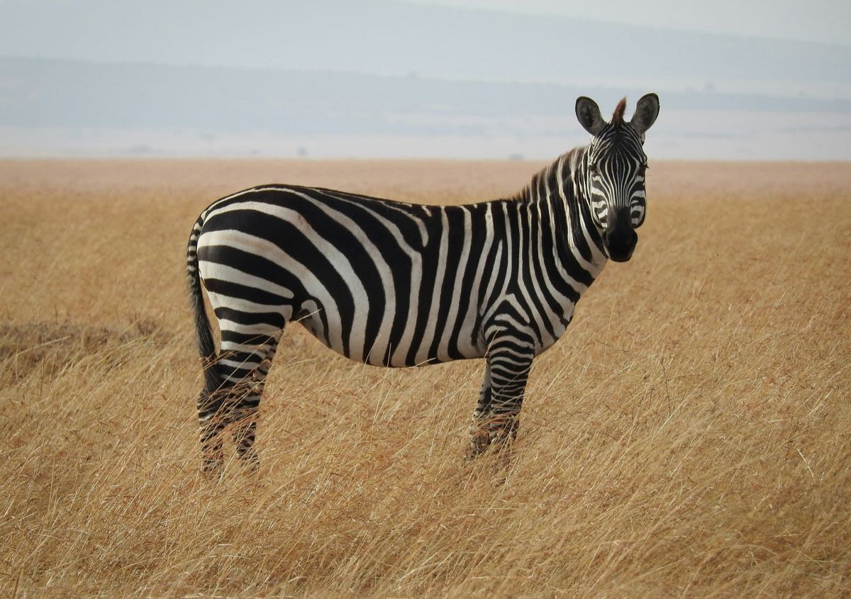 Zebra standing in dry golden grassland in Kenya