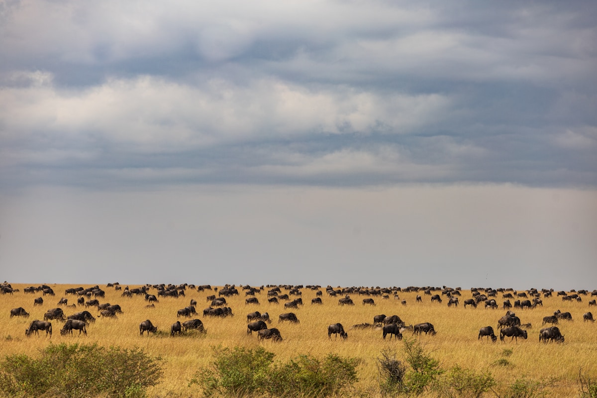 Massive herd of wildebeest grazing on the open Masai Mara plains, Kenya