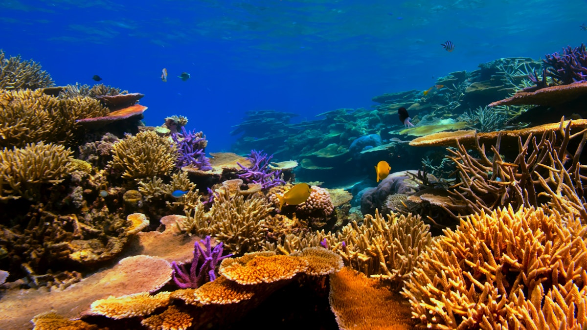 Coral reef and tropical fish in the clear water of the Watamu Marine National Park, Kenya